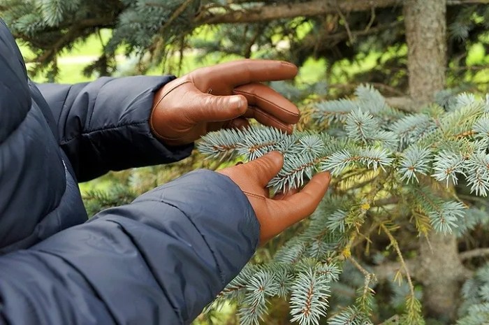 Arborist exam isa certified boulder arboriculture demonstrate knowledge topics pass must