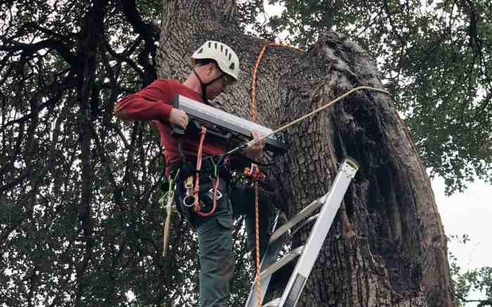 Arborist isa certified tree hire why