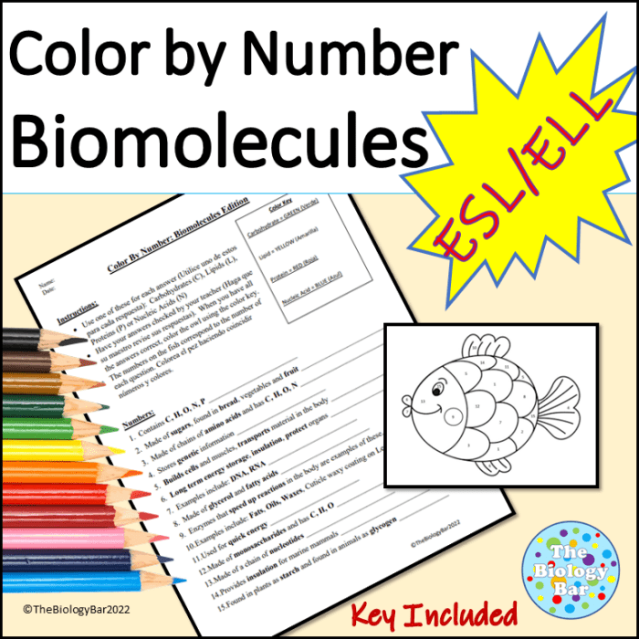 Biomolecules and enzymes practice worksheet