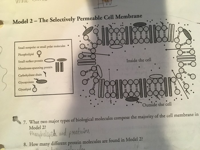 Membrane structure pogil answer key