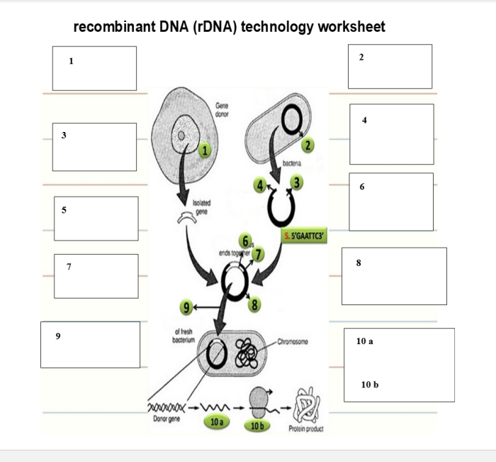 Dna technology worksheet answer key