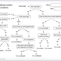 Monster classification with a dichotomous key