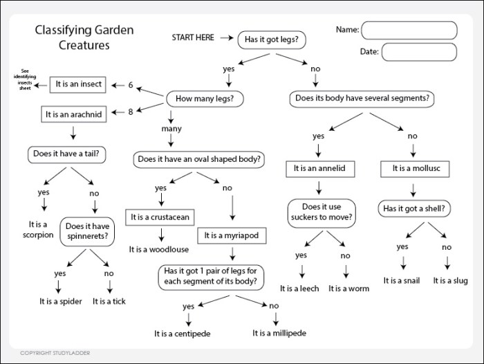 Monster classification with a dichotomous key