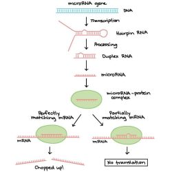 Identify the true statements about rna interference.