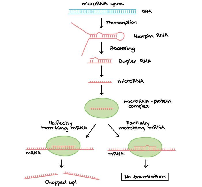 Identify the true statements about rna interference.