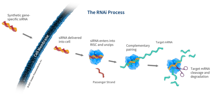 Rna sirna mechanism dsrna interfering interference therapeutic mrna fragments jamanetwork