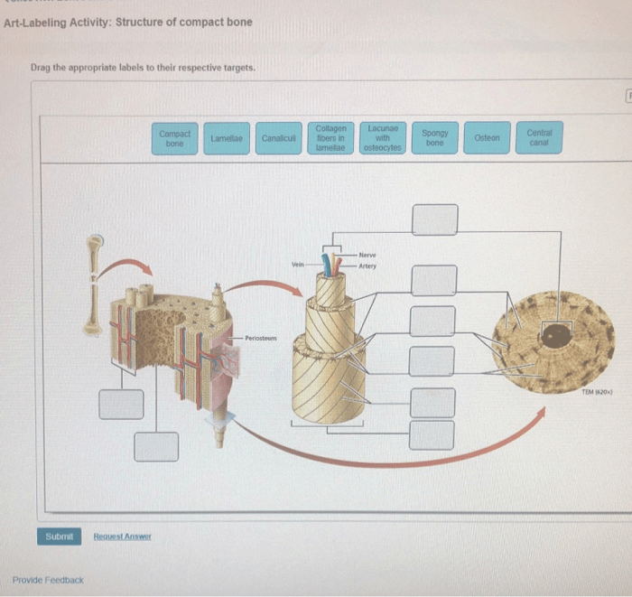 Art-labeling activity: structure of compact bone