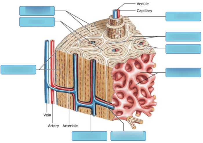 Art-labeling activity: structure of compact bone